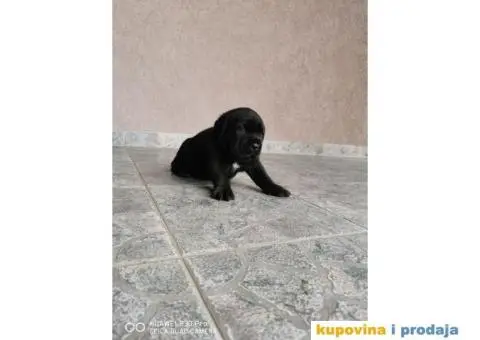 Kane Korso Cane Corso REZERVACIJE - 11/15