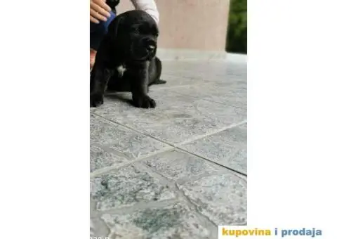 Kane Korso Cane Corso REZERVACIJE - 12/15