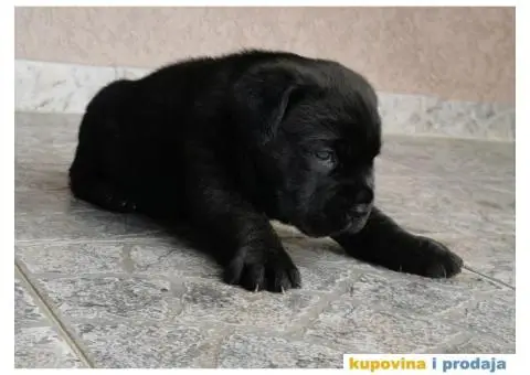 Kane Korso Cane Corso REZERVACIJE - 13/15