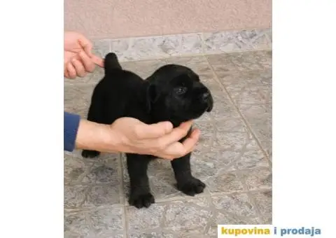 Kane Korso Cane Corso REZERVACIJE - 14/15