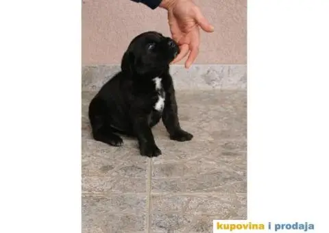 Kane Korso Cane Corso REZERVACIJE - 15/15