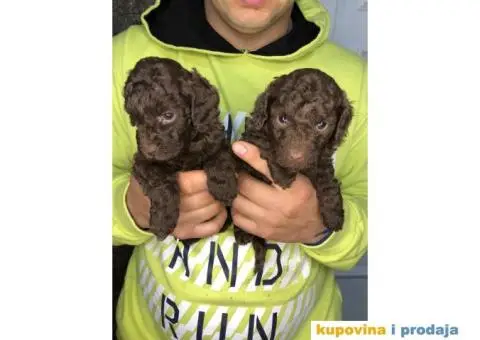 Braon-čokoladne TOY pudle spremne za preuzimanje stare 2 meseca - 1/7