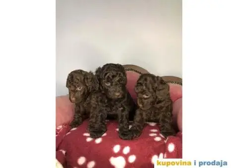 Braon-čokoladne TOY pudle spremne za preuzimanje stare 2 meseca - 2/7