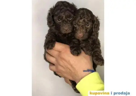 Braon-čokoladne TOY pudle spremne za preuzimanje stare 2 meseca - 4/7