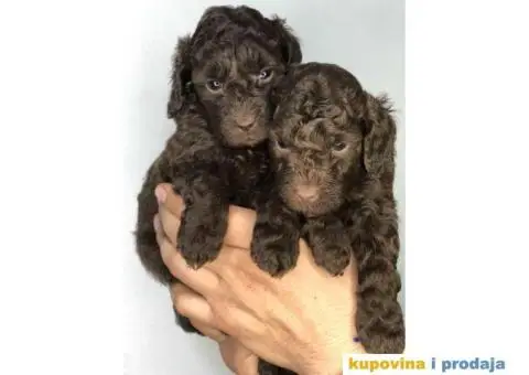 Braon-čokoladne TOY pudle spremne za preuzimanje stare 2 meseca - 5/7