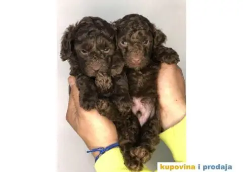 Braon-čokoladne TOY pudle spremne za preuzimanje stare 2 meseca - 6/7