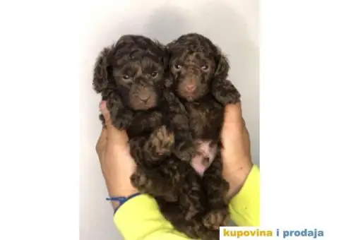 Braon-čokoladne TOY pudle spremne za preuzimanje stare 2 meseca - 7/7