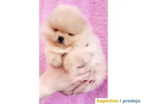 Pomeranac Medvedići Vrhunski štenci - 1/12