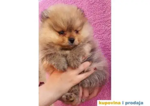 Pomeranac Medvedići Vrhunski štenci - 2/12