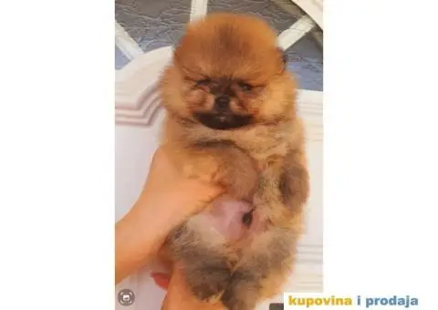 Pomeranac Medvedići Vrhunski štenci - 3/12