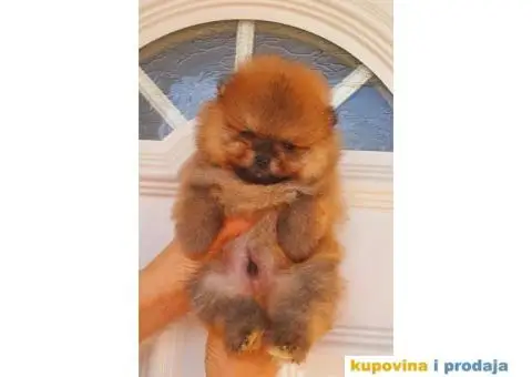 Pomeranac Medvedići Vrhunski štenci - 4/12