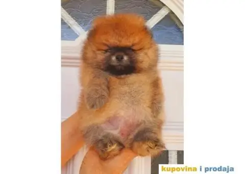 Pomeranac Medvedići Vrhunski štenci - 5/12