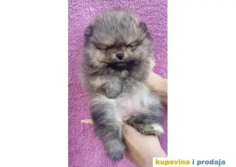 Pomeranac Medvedići Vrhunski štenci - 6/12