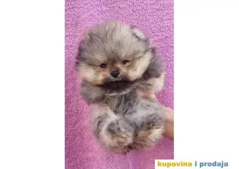 Pomeranac Medvedići Vrhunski štenci - 7/12