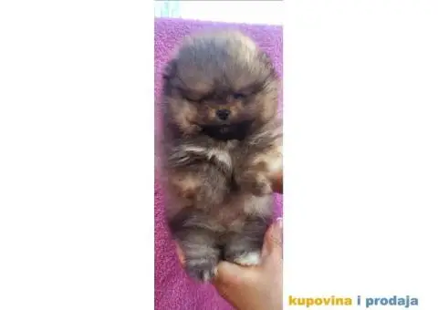 Pomeranac Medvedići Vrhunski štenci - 8/12