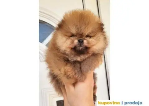 Pomeranac Medvedići Vrhunski štenci - 9/12