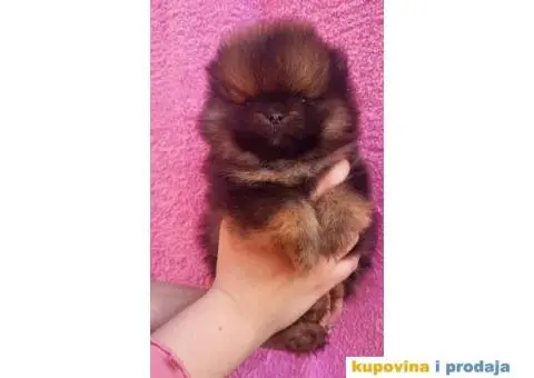 Pomeranac Medvedići Vrhunski štenci - 10/12