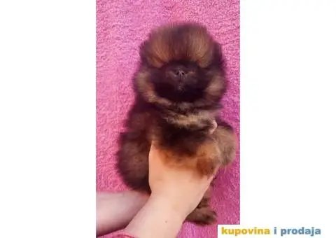 Pomeranac Medvedići Vrhunski štenci - 11/12