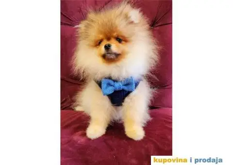 Pomeranac Medvedići Vrhunski štenci - 12/12