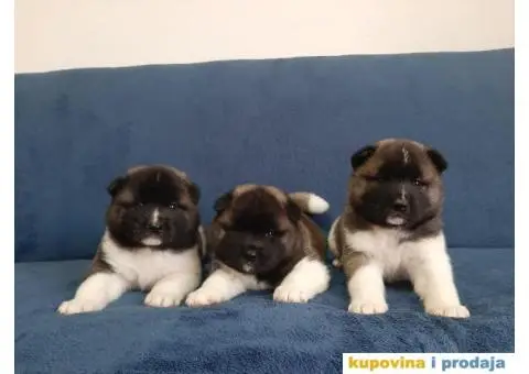 Američka Akita-štenci - 1/6