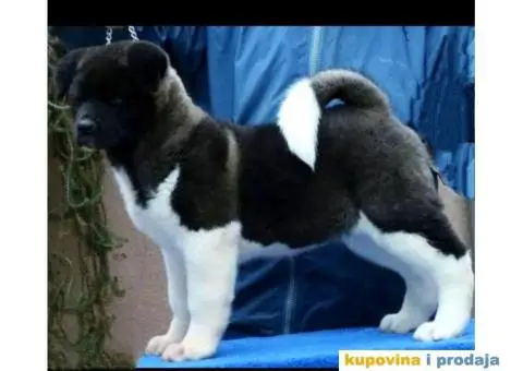 Američka Akita-štenci - 3/6