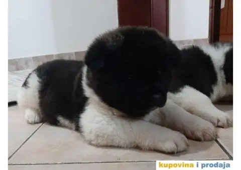 Američka Akita-štenci - 4/6