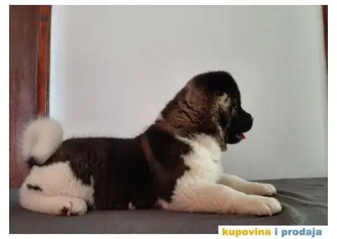 Američka Akita-štenci - 5/6