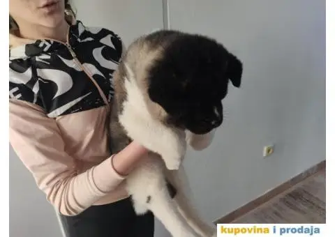 Američka Akita-štenci - 6/6