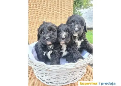 Berndoodle štenci - 1/7