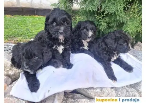 Berndoodle štenci - 2/7