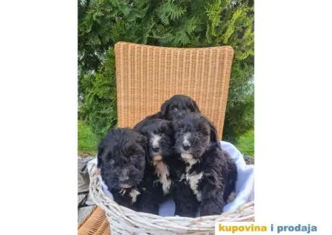 Berndoodle štenci - 3/7