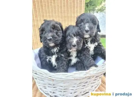Berndoodle štenci - 4/7