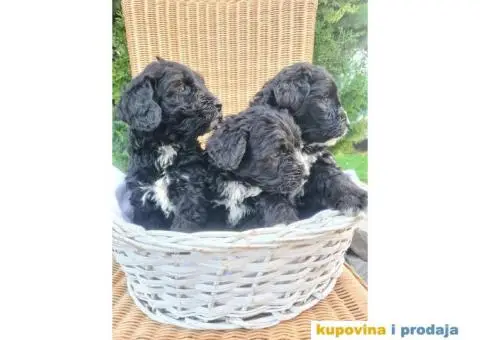 Berndoodle štenci - 5/7