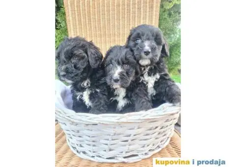 Berndoodle štenci - 6/7