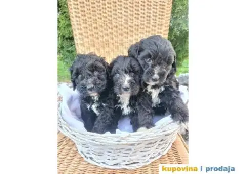 Berndoodle štenci - 7/7