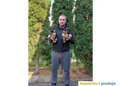 Nemacki Ovcar stenci - 4/14