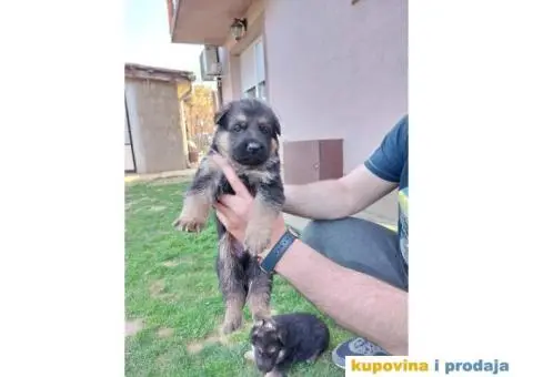 Nemacki Ovcar stenci - 7/14