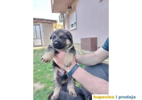 Nemacki Ovcar stenci - 11/14