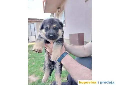 Nemacki Ovcar stenci - 14/14