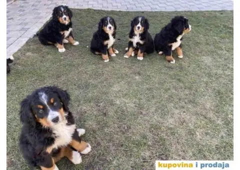 Bernski planinski pas štenci - 1/4