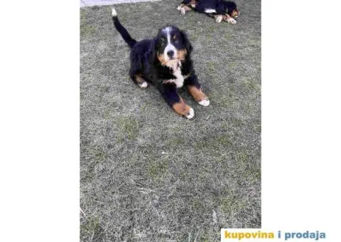 Bernski planinski pas štenci - 2/4