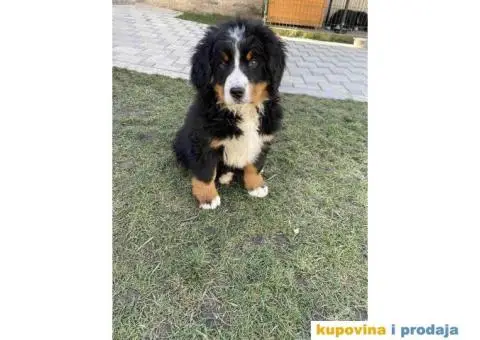 Bernski planinski pas štenci - 3/4