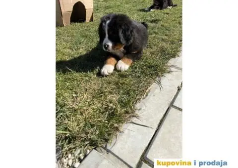 Bernski planinski pas štenci - 4/4