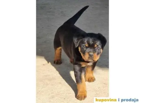 Rotvajler zenkice na prodaju - 1/6
