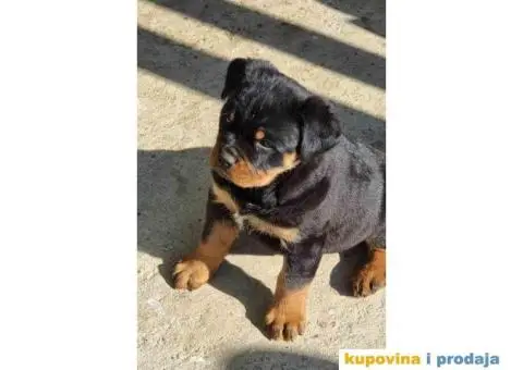 Rotvajler zenkice na prodaju - 2/6