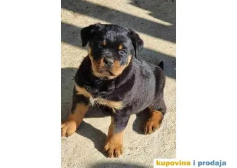 Rotvajler zenkice na prodaju - 3/6