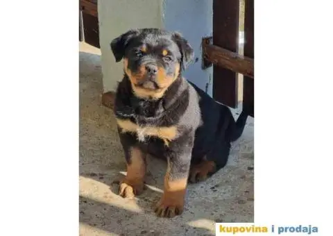 Rotvajler zenkice na prodaju - 4/6