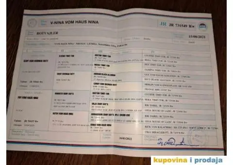 Rotvajler zenkice na prodaju - 5/6