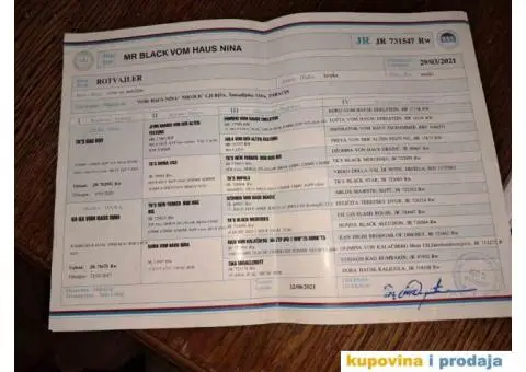 Rotvajler zenkice na prodaju - 6/6