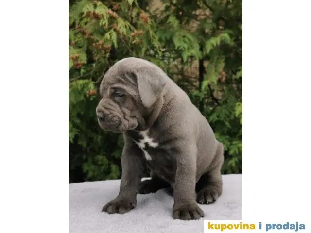 CANE CORSO štenci - 1